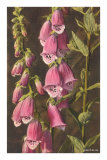 Foxglove, Digitalis