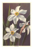 Narcissus
