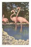 Flamingos, Florida