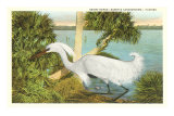 Snowy Egret, Florida