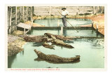 Alligator Joe, Palm Beach, Florida