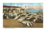 Turtle Catch, Key West, Florida