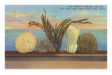Varieties of Sponges