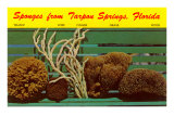 Sponges from Tarpon Springs, Florida
