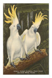Sulphur-Crested Cockatoos, Miami, Florida
