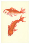 Koi