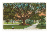Old Oak, Tampa, Florida