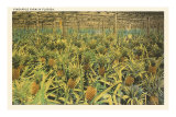 Buy Pineapple Farm, Florida at AllPosters.com