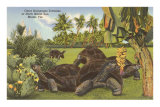 Galapagos Tortoises, Miami, Florida