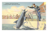 Feeding Porpoise, Marineland, Florida