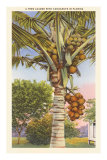 Coconut Palm
