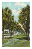 Palmettos, Jacksonville, Florida