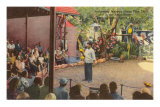 Buy Macaws, Miami, Florida at AllPosters.com