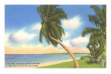 Buy Palm Trees, Florida at AllPosters.com