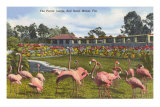 Flamingos, Miami Florida