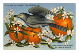Mockingbird, Orange Blossoms, Florida