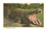Florida Man-Eater, Alligator