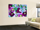 Heliborus Pattern of Winter Blooming Flower, Sammamish, Washington, USA