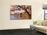 Cherry Blossom Tree along a Lake, Potomac Park, Washington D.C., USA