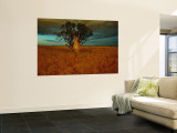A Boab Tree