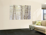 Buy Autumn Aspens with Snow, Colorado, USA at AllPosters.com