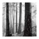 Buy Capilano Forest at AllPosters.com