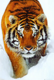 Tiger Snow