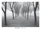 Buy Tunnel of Trees at AllPosters.com