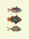 Tropical Fish