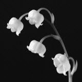 Buy Spring Bells I at AllPosters.com