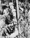 Bob Hope