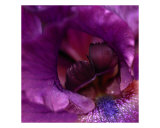 Iris IV