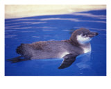 Buy Baby Humbolt Penguin at AllPosters.com