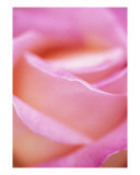 Buy Pink Rose at AllPosters.com