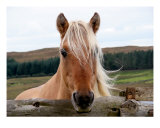 Buy Horsie at AllPosters.com