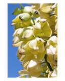 Buy Yucca Flower at AllPosters.com