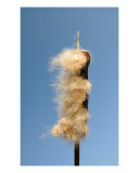 Cane And Wind
