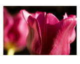 Buy Pink Tulips at AllPosters.com