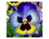 Buy Blue And Yellow Pansy at AllPosters.com
