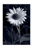 Buy Sunflower In Black & White at AllPosters.com