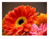 Daisies Luminous