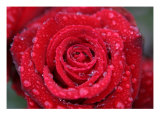 Rose Photo In Rain
