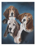 Buy Bassett Hounds at AllPosters.com