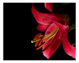 Stargazer Lily