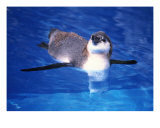 Buy Baby Humbolt Penguin-2 at AllPosters.com