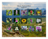 Glacier National Park - Logan Pass Collage