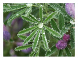 Buy Clinging Dew at AllPosters.com