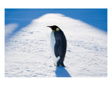Emperor Penguin