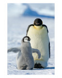 Emperor Penguins