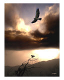 Buy Hawks at AllPosters.com